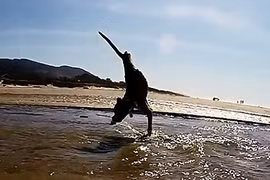 Kỳ lạ chú chó chỉ có nửa thân hình