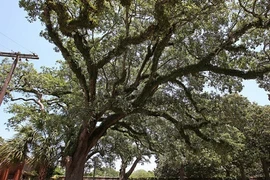 Câu chuyện thú vị đằng sau những cái cây kỳ quái