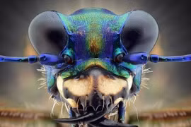 Cận cảnh bộ mặt “ngoài hành tinh” của côn trùng 