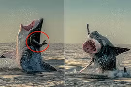 Thót tim xem hải cẩu "nhảy" khỏi mồm cá mập