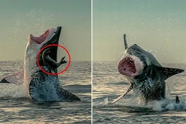 Thót tim xem hải cẩu "nhảy" khỏi mồm cá mập