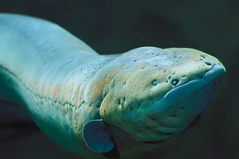 Top thủy quái có quyền năng đáng kinh ngạc