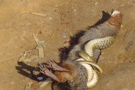 Kinh hoàng xem rắn hỗn chiến (1)