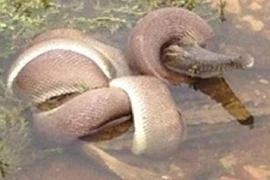 Hãi hùng rắn nuốt chửng cá sấu