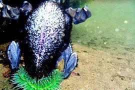 Kinh hoàng cảnh hải quỳ ăn thịt chim biển