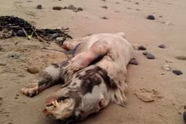 Điểm mặt những sinh vật bí ẩn cực đáng sợ