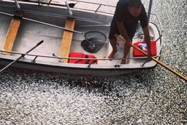 Hơn 70.000 xác cá nổi lềnh bềnh ở Marina Del Rey