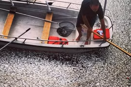 Hơn 70.000 xác cá nổi lềnh bềnh ở Marina Del Rey