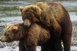 Chiến thuật lăng nhăng để bảo vệ con của gấu Bắc Âu