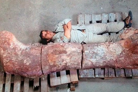 Ngắm bộ hài cốt khủng long khủng, nặng 77 tấn