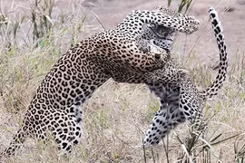 Báo con bị hạ gục trong trận chiến với báo mẹ