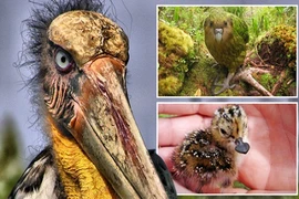 Điểm mặt những quái chim có nguy cơ tuyệt chủng