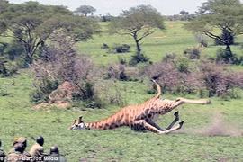 Bắn hươu cao cổ, giải cứu khỏi dây bẫy kẻ săn trộm