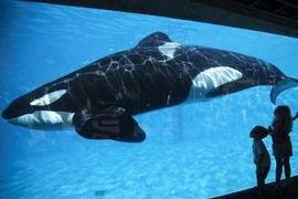 Tận mục nơi các loài quái thú tụ hội 