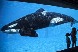 Tận mục nơi các loài quái thú tụ hội 