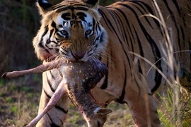 Quái chiêu săn mồi đẫm máu của chúa sơn lâm (6)