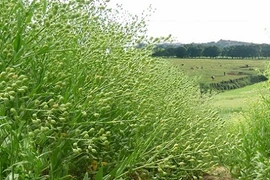 Dầu cá sản xuất từ ... cây