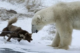 Chó kéo xe xửng cồ, gây sự với gấu Bắc cực