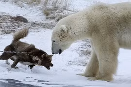 Chó kéo xe xửng cồ, gây sự với gấu Bắc cực