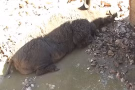 Khiếp đảm tới nơi động vật bị bạo hành