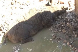 Khiếp đảm tới nơi động vật bị bạo hành