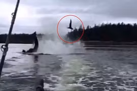 Kinh hãi cảnh cá voi sát thủ hành hạ con mồi 