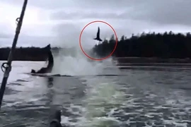 Kinh hãi cảnh cá voi sát thủ hành hạ con mồi 