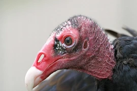 Những loài siêu dị tại Thung lũng Chết 