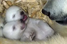 Nghẹn lời với giây phút chào đời của gấu Bắc Cực