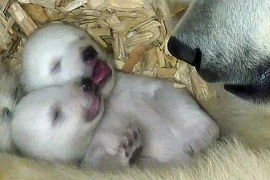 Nghẹn lời với giây phút chào đời của gấu Bắc Cực