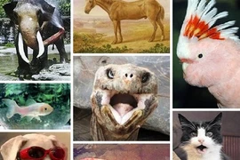 Những nhà vô địch về tuổi thọ trên Trái đất