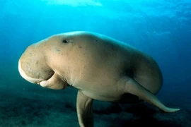 Top “quái vật” Biển Đông vừa sợ vừa mê (2)