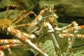 Tận mục cua khổng lồ, mới xuất hiện ở Việt Nam