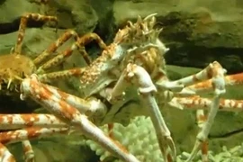 Tận mục cua khổng lồ, mới xuất hiện ở Việt Nam