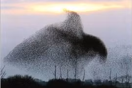 Xem chim “vẽ” hình trên trời