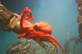 Top hình khoa học ấn tượng nhất tuần