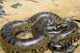 Điểm mặt các quái thú độc quyền của rừng nhiệt đới