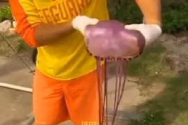 Sứa tím bí ẩn, xúc tu dài hàng mét