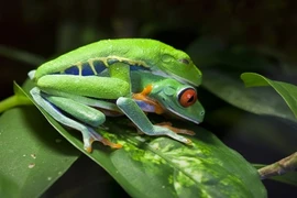 Chuyện sex kỳ quặc của ếch: Cõng 'bạn trai" đi thụ tinh