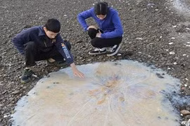 Phát hiện "giọt nước" khổng lồ di chuyển trong đại dương