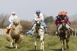 Kỳ thú xem lạc đà đua