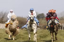 Kỳ thú xem lạc đà đua