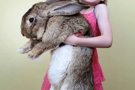 Thỏ thành tinh với khả năng ăn... quái vật