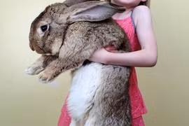 Thỏ thành tinh với khả năng ăn... quái vật