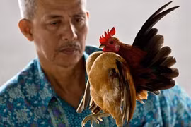 Kỳ thú chiến binh gà đi bộ như người