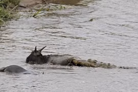 Hà mã khai chiến cá sấu cứu linh dương đầu bò