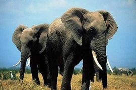 Những chiến binh động vật đắc lực nhất thời đại