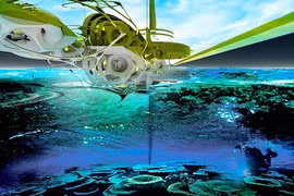 Nuôi san hô chống sóng thần