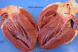 Hình ảnh cắt đôi gây ám ảnh của đồ vật và cơ thể người