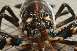 Những sự thật gây “ngã ngửa” về tôm hùm